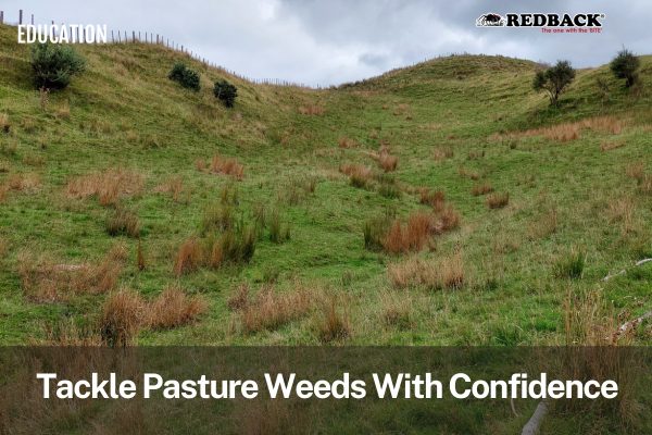 Redback Blog Feature Image - Killing paddock Weeds Smarter